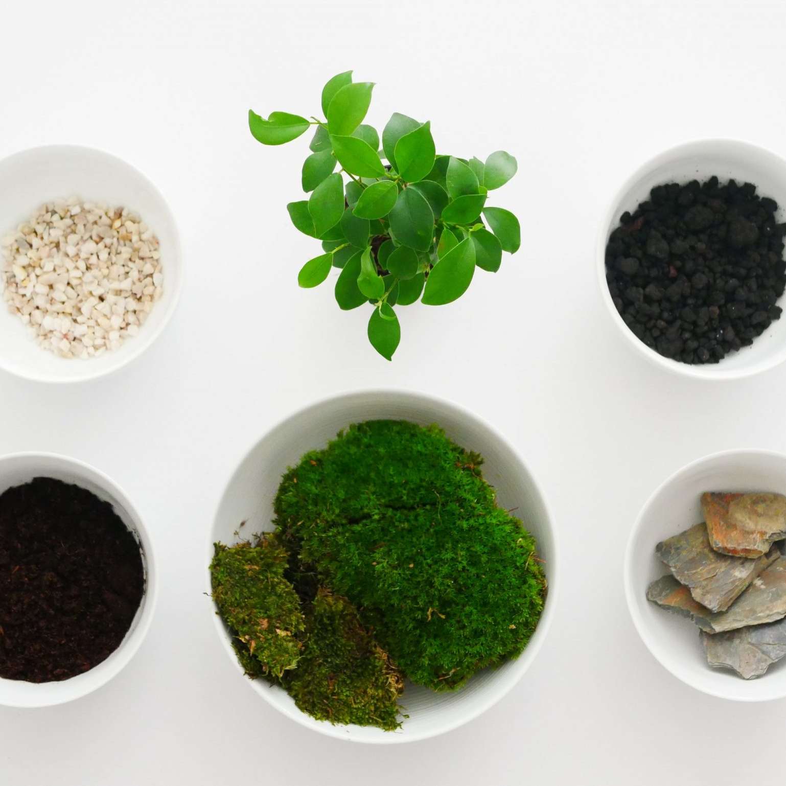 Créez votre terrarium végétal - Canard