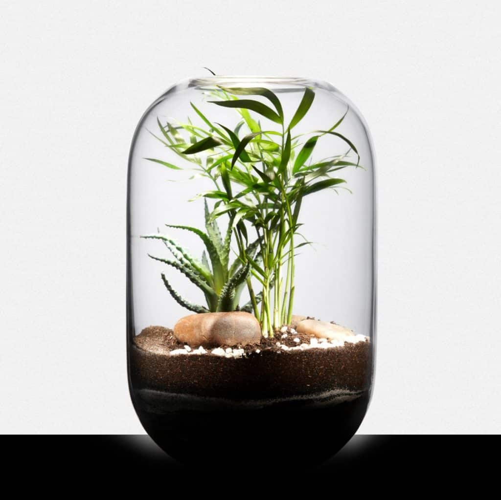 créez votre propre terrarium végétal
