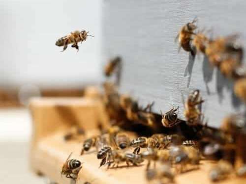 atelier d'apiculture