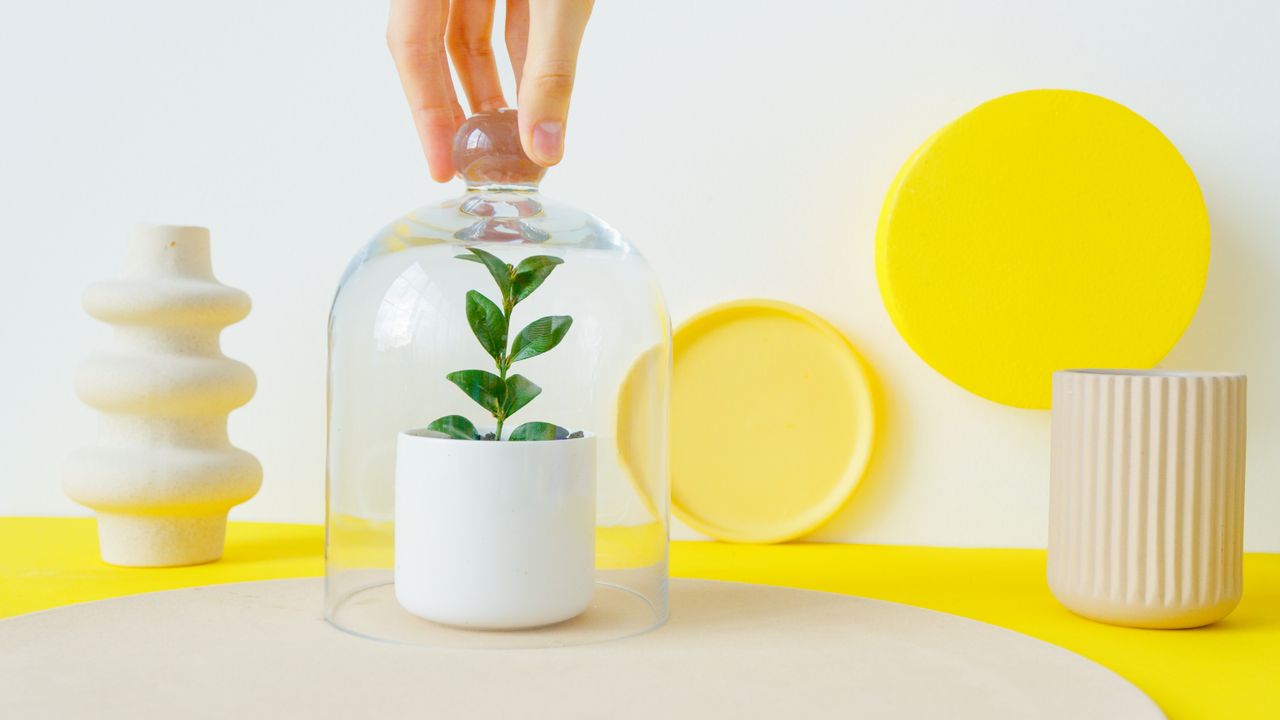 Plante décorative pour cadeau belle mère